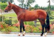 Presentasjon av fedre Rocklyn ( fr) f. 2005-5-11,9m/ SEK 4.794.583-62 starter : 8-5-7 Katalognr: 126 e. Love You ( f) - Halley Blue ( f) e. Cezio Josselyn (us) Rocklyn vant 4 løp som 2-åring.