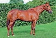 Han vant Prix d Amerique i 2013 og vant også blant annet Prix de France, Prix de Belgique og Prix de Lille i 2012 samt Prix Kerjacques i 2013. Far Love You har en egen presentasjon i katalogen.