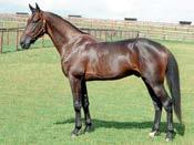 Presentasjon av fedre S.J. s Photo (us) f. 1990 2,1:58.3f 5,1:53m / USD 1.300.946 73 starter: 43-11-7 Katalognr: 51, 52, 99 e. Photo Maker (us) Sassy Jane (us) e. Kawartha Mon Ami (us) S.J. s Photo var ubeseiret som 2-åring i 13 løp.
