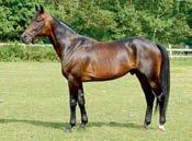 Hingster/vallaker: Presentasjon av fedre Scarlet Knight (us) f. 1998 8-13,1l 5-10,0ak/SEK 17.760.