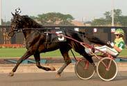 Presentasjon av fedre The Best Madrik ( fr) f. 2007-6,1:10:1am/EUR 1.367.710-54 starter: 13-7-9 Katalognr: 113 e. Coktail Jet ( f) - Lady Madrik ( f) e.