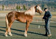 Presentasjon av fedre Bork Odin f. 2005. Avlsindeks: 137 7-21,4k 8-19,9ak/3.180.179 67 starter: 28-11-7 Katalognr: 21, 56, 64, 71, 88 e. Moe Odin Bork Perla e.