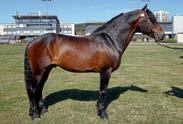 Hingster/vallaker: Presentasjon av fedre H.G. Balder f. 2001. Avlsindeks: 124 6-23,3m 5-22,4ak/2.739.572 36 starter: 19-6-5 Katalognr: 38, 97 e. Lome Elden Simir e. Ilmin H.G. Balder vant 11 av 12 løp som 3-åring, bl.