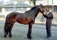 Presentasjon av fedre Norheim Svenn f. 2009, Avlsindeks: 128 4-24,0ak 4-26,8m /NOK 1.395.504 18 starter: 10-2-3 Katalognr: 112 e. Järvsöfaks (se) Norheim Elle e.