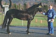 Presentasjon av fedre Tekno Odin f. 2008. Avlsindeks: 130-7-20,2k 7-19,1ak/7.171.280-68 starter: 44-11-4 Katalognr: 32, 63, 89, 100 e. Moe Odin - Lyana e.