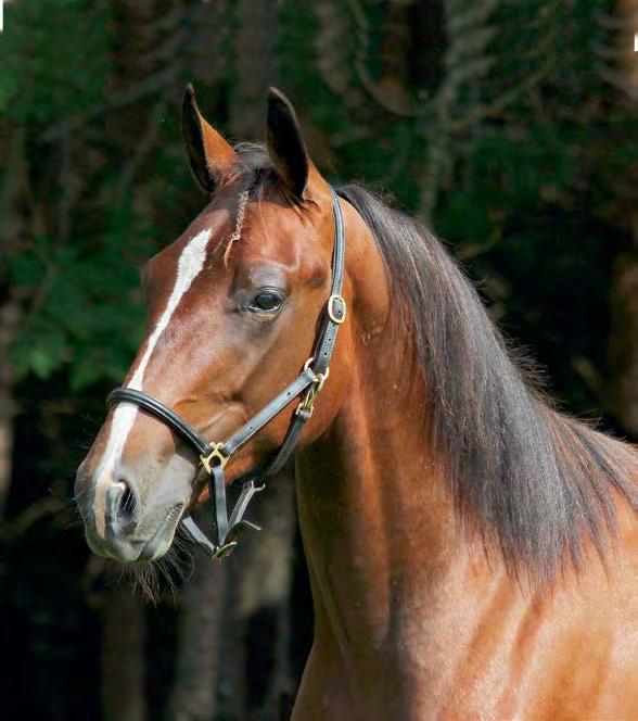 no com Ragazzo Øvrevoll Galopp / Norsk Jockeyklub (NJK), Postboks