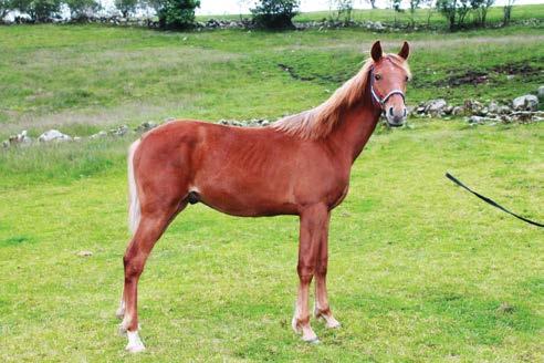 Katalog nr 15 Red Shankly R.S. Stor, flott hingst e Love You u Sea Bird Laday.