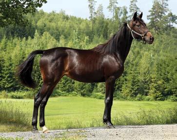 Katalog nr 26 Pop Rocket Pop Rockets mor Surgy s Copine var på trippelen 15 av 51 starter, og gikk 14,3 som fortest. Første avkommet Black Symphonic e.