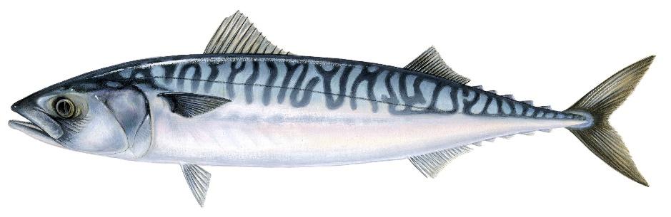 Makrill, Sej, Kolja Makrill Scomber scombrus Sej/gråsej Pollachius virens Garn, nordöstra Atlanten flyttas