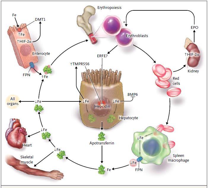 Anpassning vid järnbristanemi Hepcidin Vävnadshypoxi ökar EPO (via HIF-2α) Ökad erytropoes av hypokroma mikrocytära ery inhiberar Hepcidin (via ERFE?