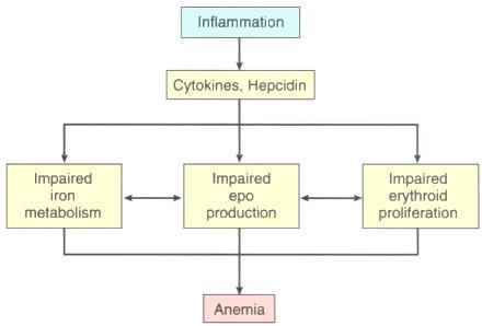 Anemi vid kronisk inflammation Normokrom eller lätt mikrocytär hypokrom anemi med låga reticulocyter.