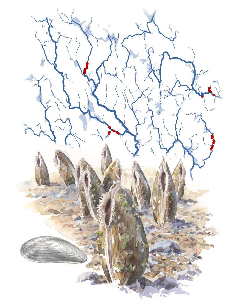 Flodpärlmusslans utbredning nationellt samt storskaliga faktorers påverkan på rekrytering. SMHI s nätverksbildande vattendrag samt RivEx.