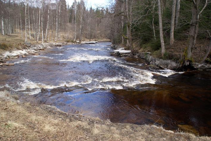 Exemplet Öring i Hedströmmen (Västmanlands län) 12:ans å 12