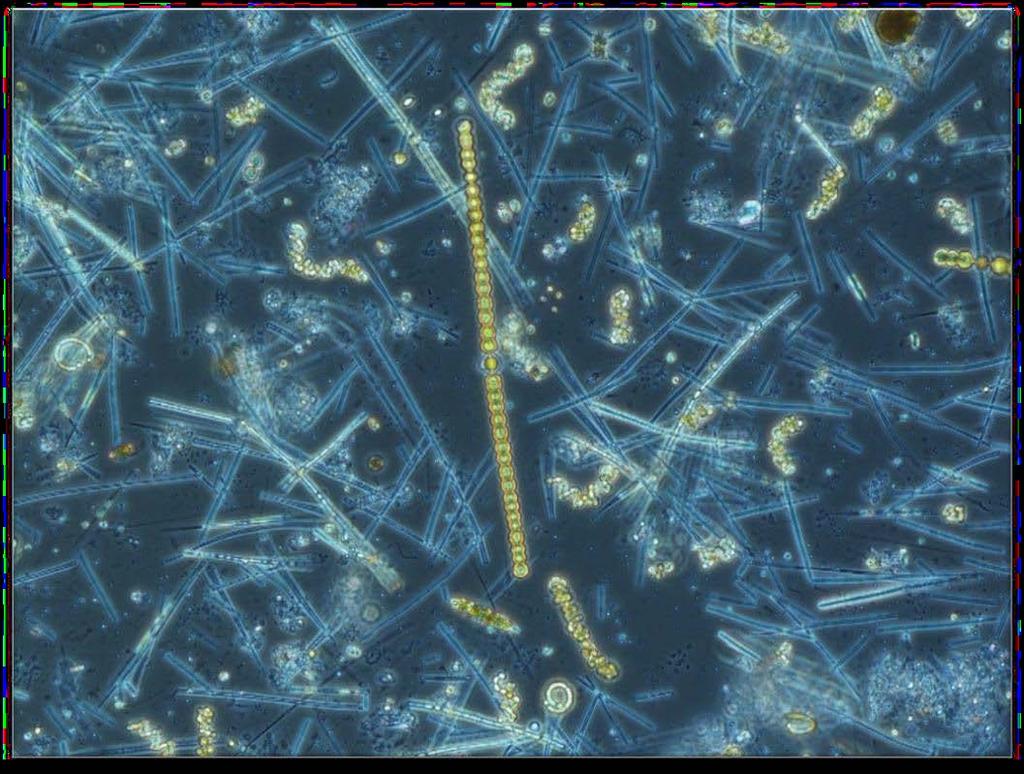 Växtplankton i Södermanlands län 2017