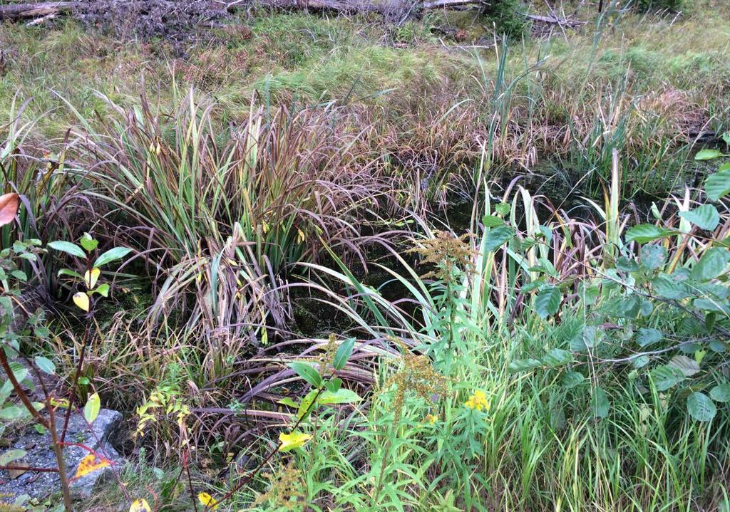 skuggas mer än de andra dammarna, vilket ska tas med i beräkningen