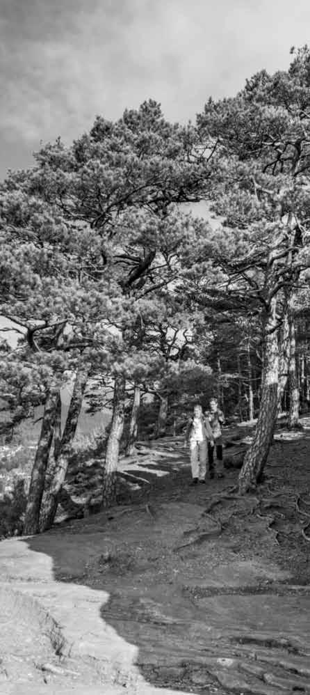 Sind es die sieben Premiumwanderwege, wie etwa der Hauensteiner Schusterpfad, der mit grandiosen Ausblicken und Einkehrmöglichkeiten beglückt?