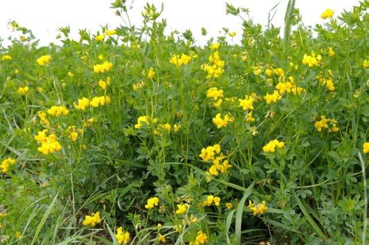 Kapitel 13 Käringtand 29 13 Käringtand 13.1 Allmänna odlingsegenskaper Käringtand (Lotus corniculatus L.) är torktålig och uthållig med djup pålrot och god tolerans mot svampangrepp.