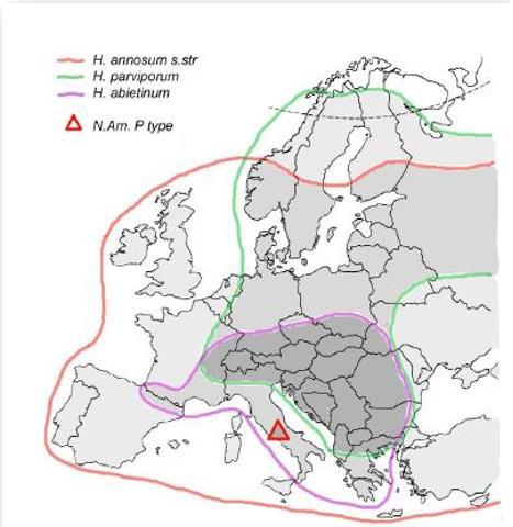 , 2004). Rotticka I Europa har tre arter av rotticka identifierats och dessa har delats in i undergrupper beroende på huvudsaklig värd.