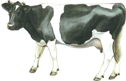 Marker estimated A-matrix of cattle in the Netherlands