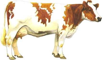 Blonde d'a Jersey Hereford Highlander Belgisch Blauw