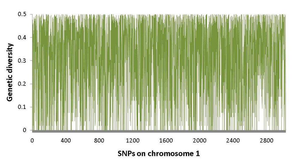 SNPs and genetic diversity SNP variation in cattle Genetic diversity estimates