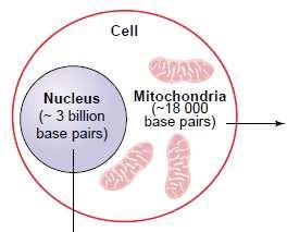 Markers Nuclear DNA Biparently inherited Different chromosomes Recombination Provides information on mixture and diversity between and within breeds Provides information on (past) selection events