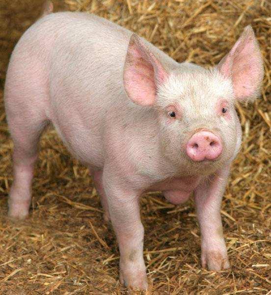 Sheep Pig Buffalo