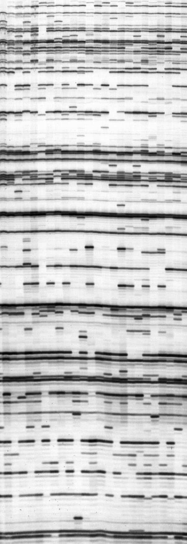 Nuclear DNA-markers Cut DNA fragments of different length and Paste Attach to specific sequences Often