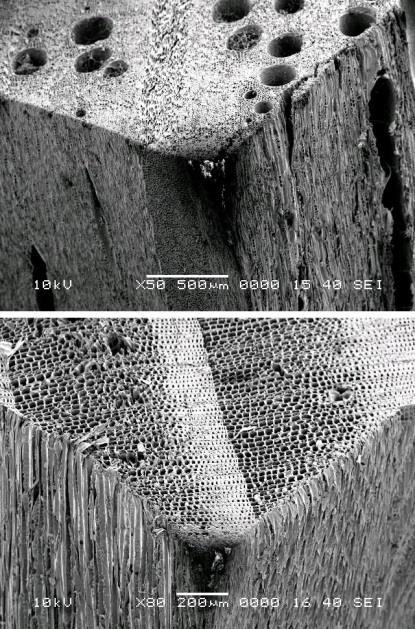 fibrous elements as for example vessel elements. The cells in the vessels are stacked one on another which forms vessels.