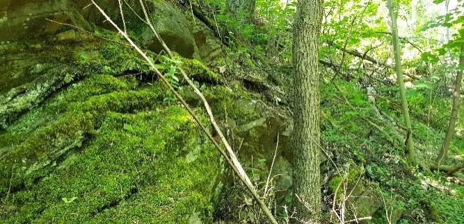 Genomgående i hela bergsslänten finns tunna jordlager som ligger sporadisk i naturliga depressioner i bergytan. Figur 5. Till vänster, berghäll i den östra delen av bergsslänten.