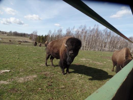 Dom är stora och avelstjuren lär väga 7-800 kg.