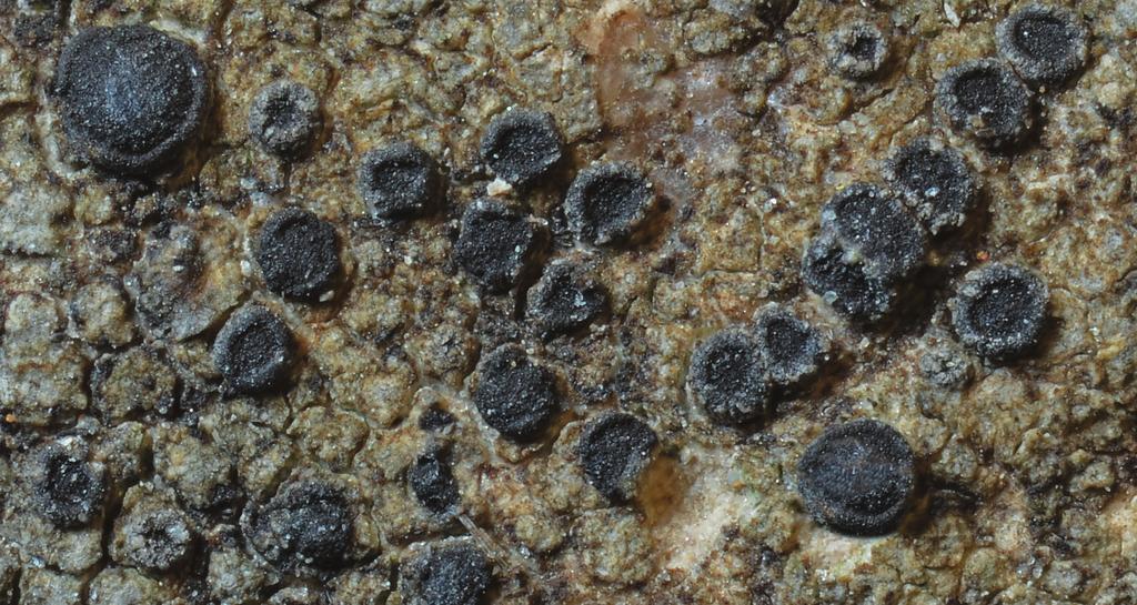 Lavbulletinen 2-2017 Fig. 1. Pyrenodesmia microstepposa från Hästhagsbrottet. Foto: U. Arup. snöbyar. Turen gick till Rankemossen strax norr om Laxå i Närkes västra kant.