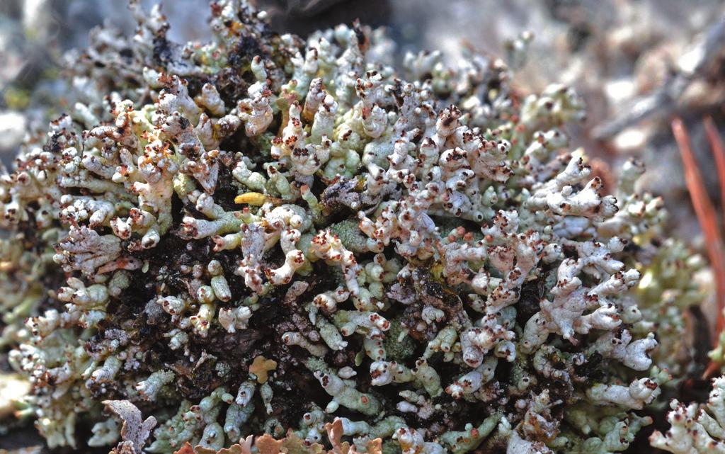 Lavbulletinen 2-2017 Fig. 2. Papillav Pycnothelia papillaria. Foto: U. Arup.