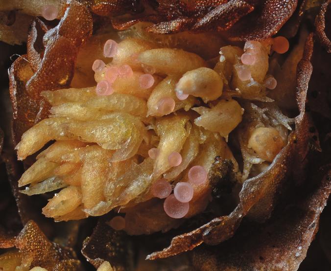 Lavbulletinen 2-2017 Fig. 4. Mosskryptolav Absconditella sphagnorum på vitmossa. Foto: U. Arup.