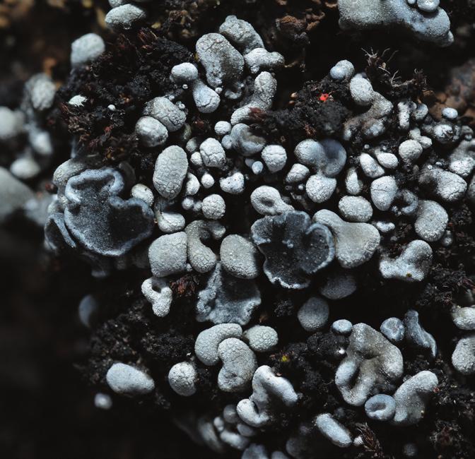 Lavbulletinen 2-2017 ska heta T. squamata (Fig. 5). Här fick vi också titta på T. aromatica som växte i en liten skreva invid stora mattor av sammetslav Thermutis velutina.
