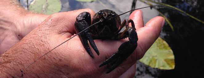 vars rötter går ned i strandkanten. Dessa rotsystem är mycket viktiga biotoper för flodkräftan. Vissa sträckor har dominans av slät sand/lerbottnar med litet inslag av död ved.