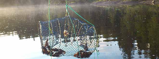 Utplantering av flodkräftor Länsstyrelse drev i Dalsland ett projekt med att återintroducera flodkräftor i försurningsdrabbade vatten under 1990-tale, se tabell X.