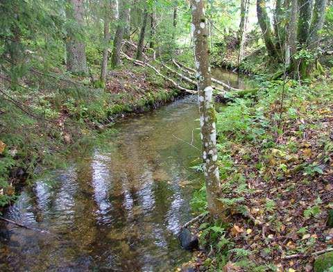 Även i Gravdalsbäcken genomfördes en utplantering under perioden 1993 1997 med totalt 5 000 yngel, se tabell 1.