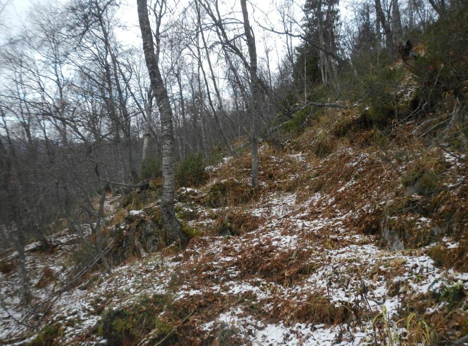 Figur 10 Mycket block i terrängen och tunnare mäktighet på jordtäcket. Figur 11 Ökad växtlighet och större mäktighet på jordtäcket.