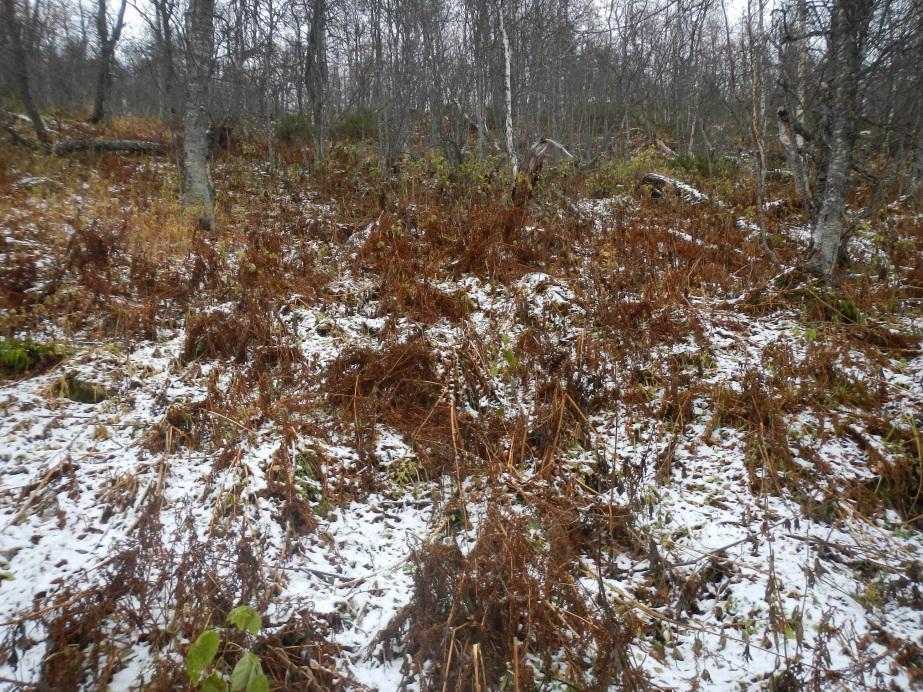 I perioder med kraftig nederbörd eller snösmältning bedöms grundvattennivån vara som högst. 4.3 Topografi Planområdet består av en relativt flack terräng med en medellutning mellan 5 7.