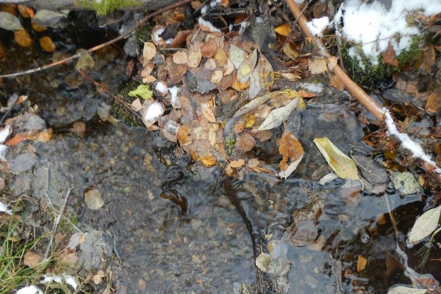 I övre branten påträffas en bäck som har sitt ursprung i ett myrområde.