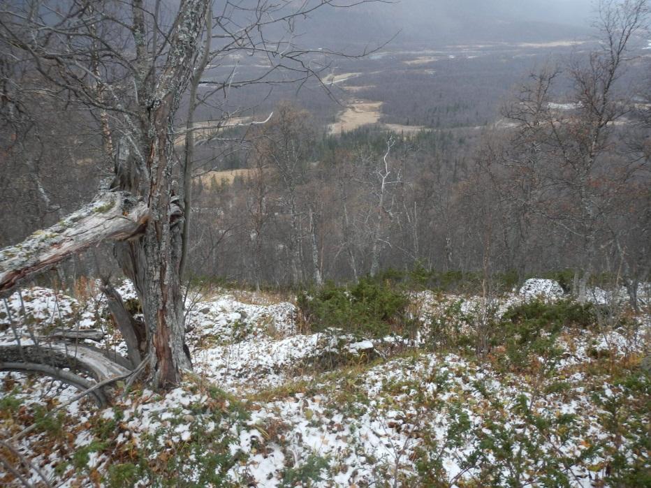 Figur 8 Ökande växtlighet längre ned i branten. Snötäckta ytblock syns på bilden.