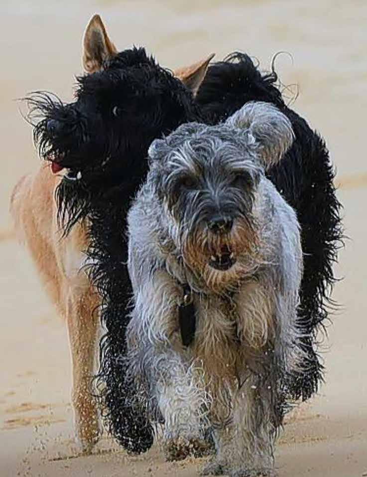 Till sist Kunde inte undanhålla er den här fantastiska bilden hämtad från FB-gruppen Standard schnauzers owners and breeders.