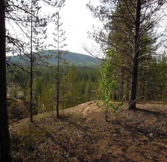 Skogsfastighet i Överkalix Obebyggd skogsfastighet I Hedens skifteslag.