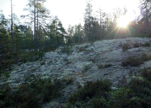 Skogen på Lidberget är till stor del genomsiktlig och strövvänlig.