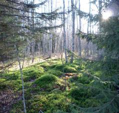 Marken är relativt fuktig och bevuxen med tät vegetation som gör området svårforcerat.