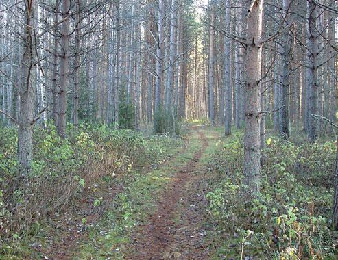 Avståndet mellan villakvarteren och Prästjöns vattenyta är som minst 150 meter, men den visuella kontakten mellan husen och sjön är avskärmad av vegetationen.