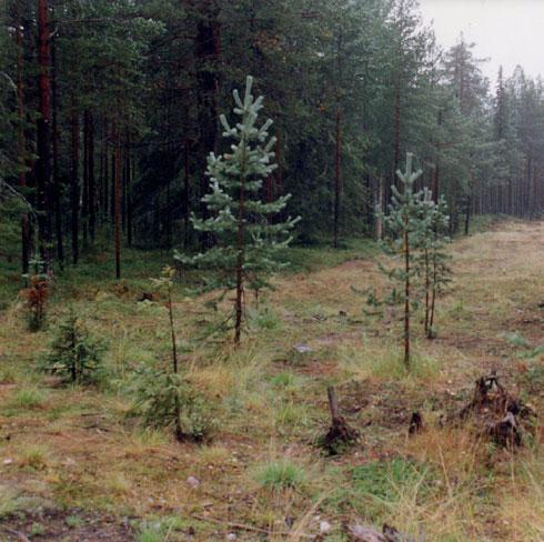 3.11 Vegetation Växtmaterial ska vara anpassat till ståndorten, det omgivande landskapets naturtyp och dess befintliga vegetation.