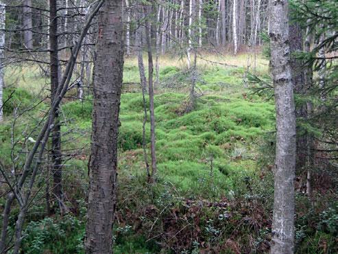 Enligt Umeå kommuns Byggnadsordning för Teg ska Bölekläppen bevaras som närrekreationsområde. Skogen är tät och trots att den är liten ger den en tydlig upplevelse av omslutande skog.