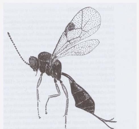 Parasitstekel på